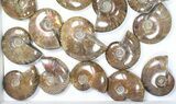 Lot: kg Iridescent, Red Flash Ammonites (-) - Pieces #82482-3
